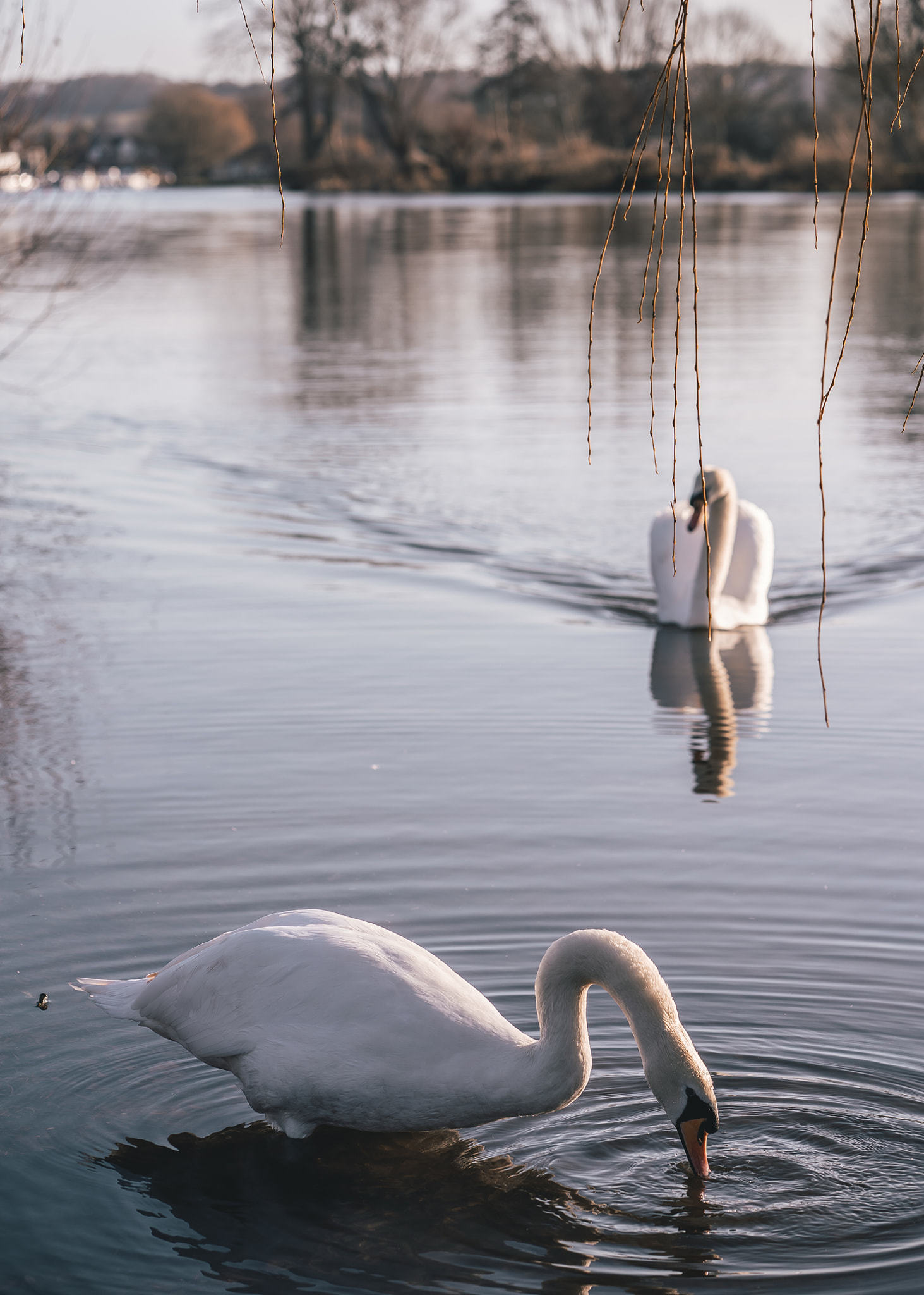 Monogamous love on the water (Adam Stone)