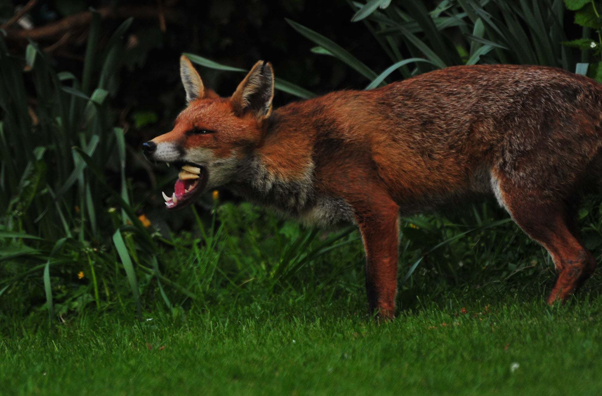 A fiesty fox (Mervyn Chilton)