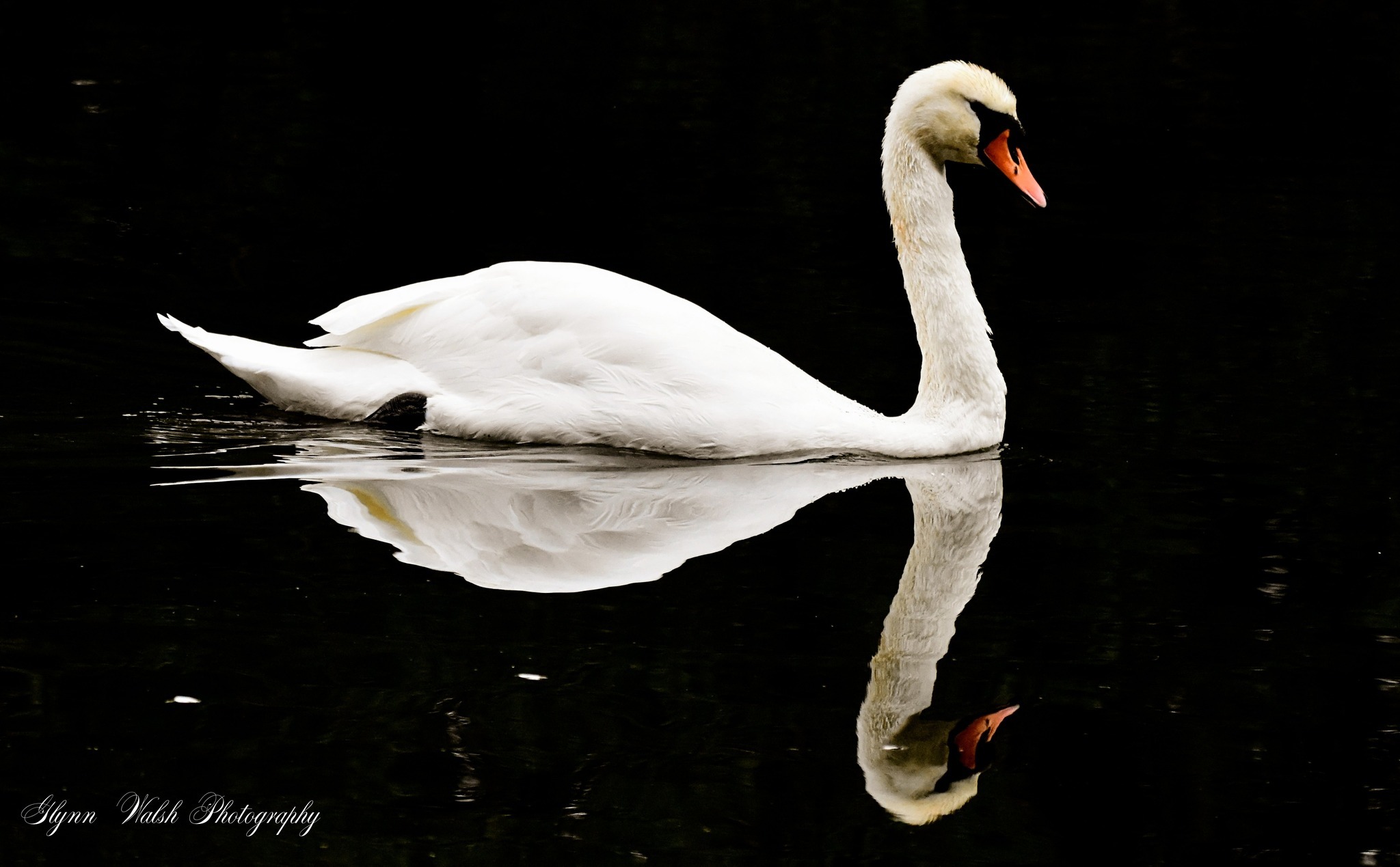 A majestic creature on our rivers (Glynn Walsh)