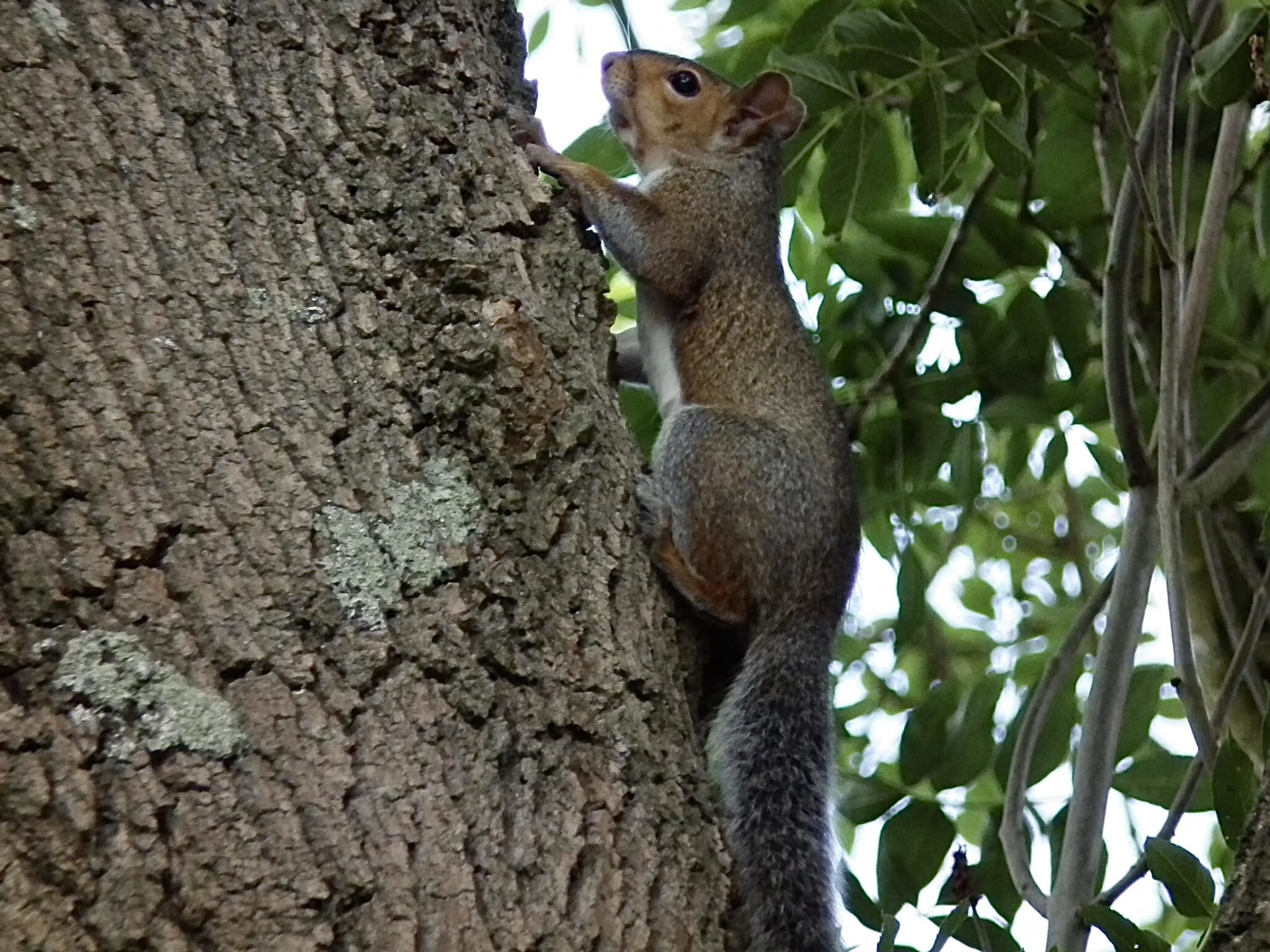 Looking for a nut (Sue Craigs Erwin)