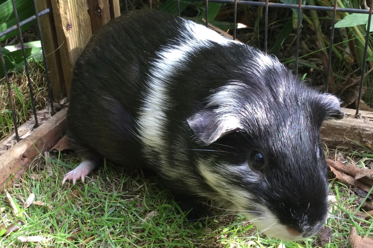 Abandoned guinea pigs search for new home